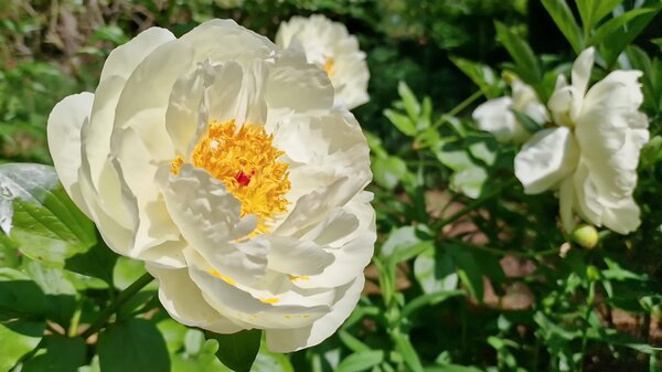 Paeonia Early Sensation, Paeonia lactiflora, Pfingstrose, Pfingstrosen Paeonia Early Sensation, Paeonia lactiflora, Pfingstrose, Pfingstrosen