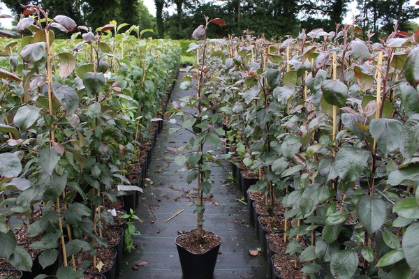 Easytree Redlove Odysso, Malus