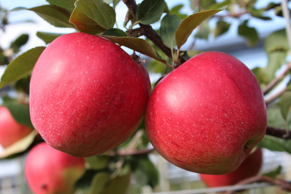 Apfel Paradis® Elegance® - wunderschön