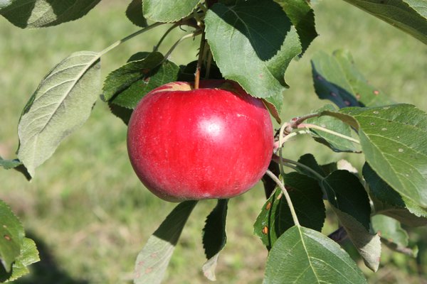 Wann sind Äpfel reif Apfelernte Lubera Apfel Paradis Julka Lubera