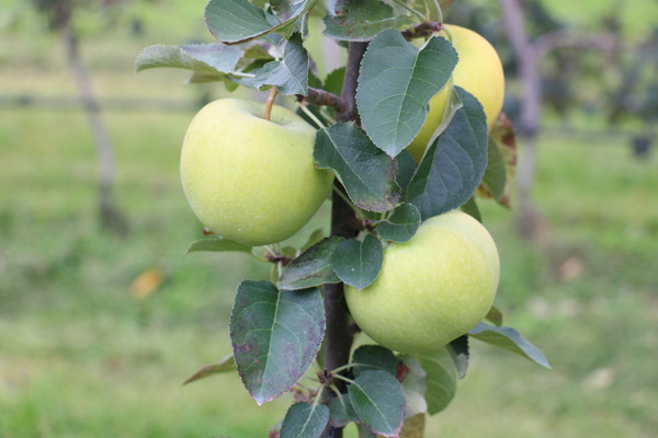 Früchte ausdünnen Säulenapfelbaum Malini Greenlight Lubera