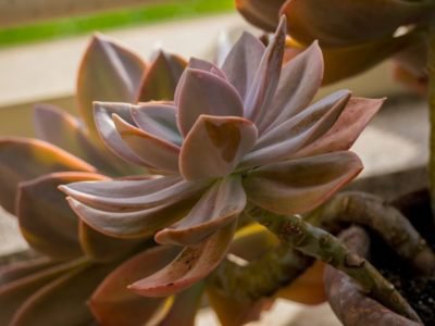 Echeveria gibbiflora Variation metallica