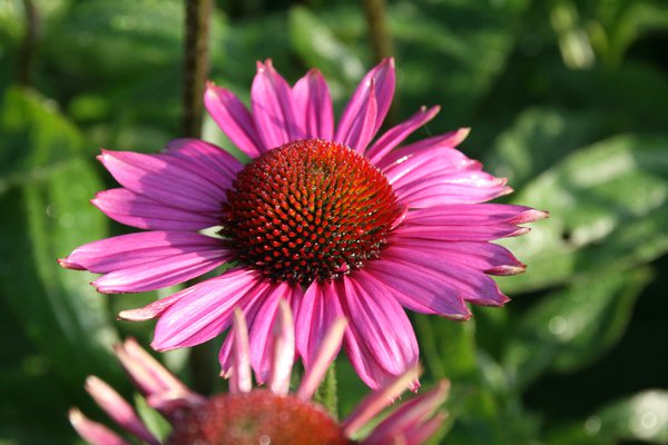 Echinacea purpurea 'Little Magnus' (S)