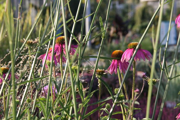 Echinacea-Pflanzen Sonnenhut Staudengarten Doris Pöppel Lubera
