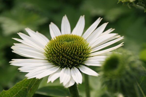 Echinacea purpurea 'Virgin'