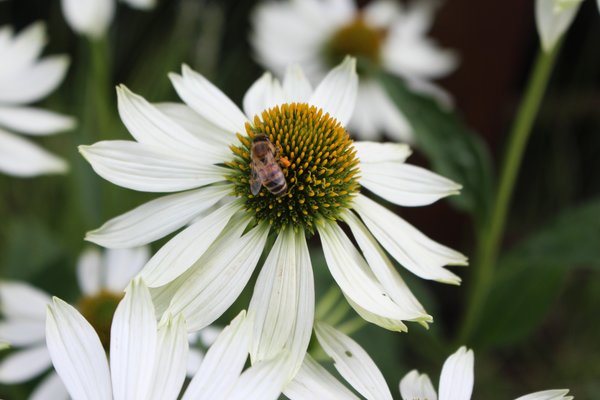 Sonnenhut Echinacea purpurea, Insektenfreundliche Stauden