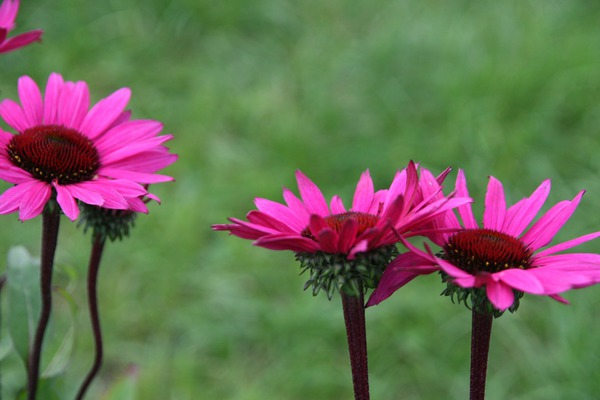 Echinacea purpurea 'Fatal Attraction (S)