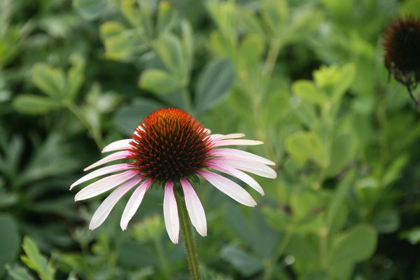 Echinacea purpurea 'Pink Tip' (S)