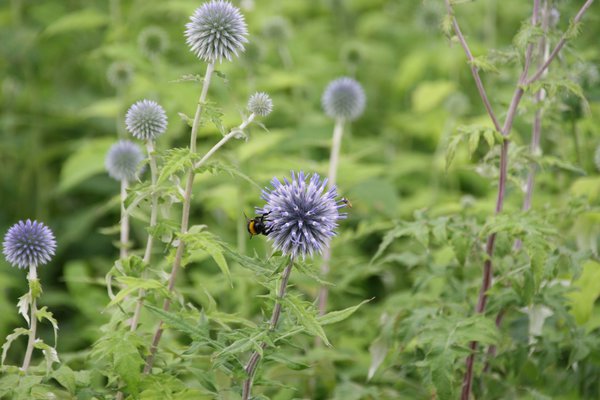 Echinops bannaticus 'Taplow Blue'