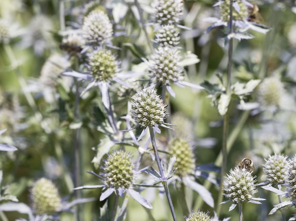 Edeldistel Vermehrung möglich