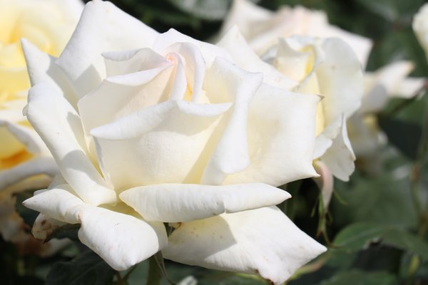 Edelrose 'Diamond Days'