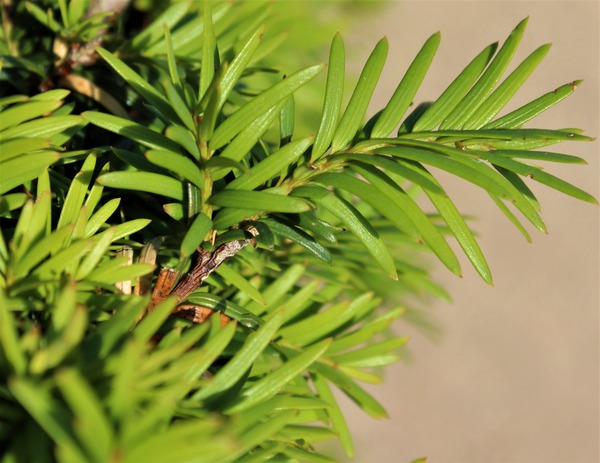 Taxus baccata Nadeln Winterblüher