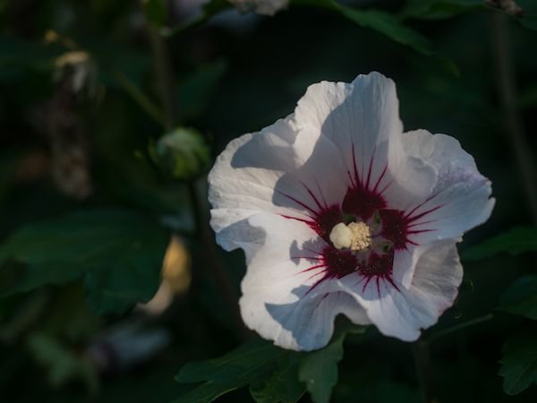 Garteneibisch Hibiscus syriacus