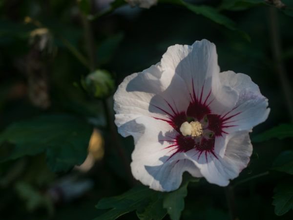 Blüte des syrischen Hibiskus