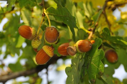 Eicheln im Herbst