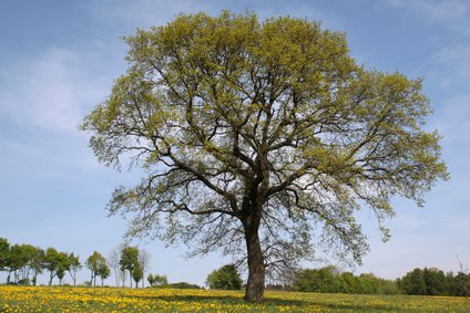 Stieleiche im Frühling 