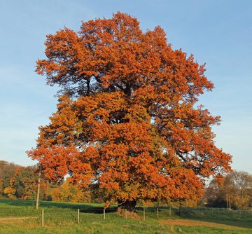 Eiche im Herbstlaub