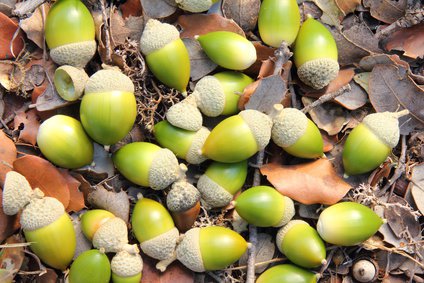 Eicheln - die Samen der Steineiche (Quercus ilex)