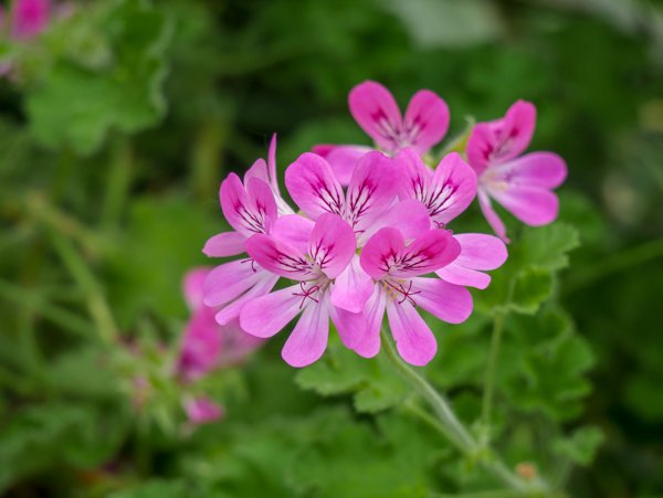 Bienenwachsgeranie Pelargonium panduriformum