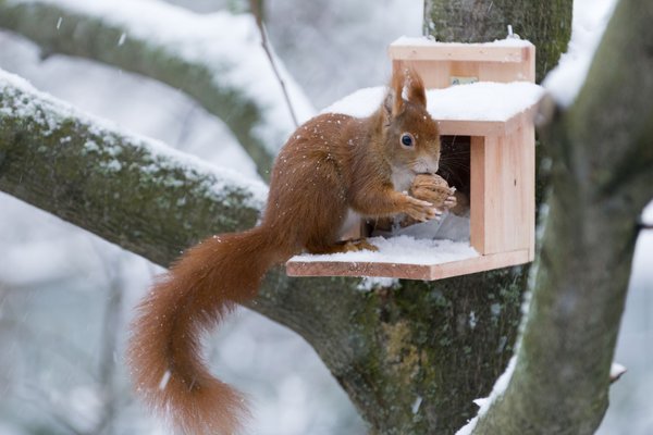 Winterfütterung ist Tierschutz!