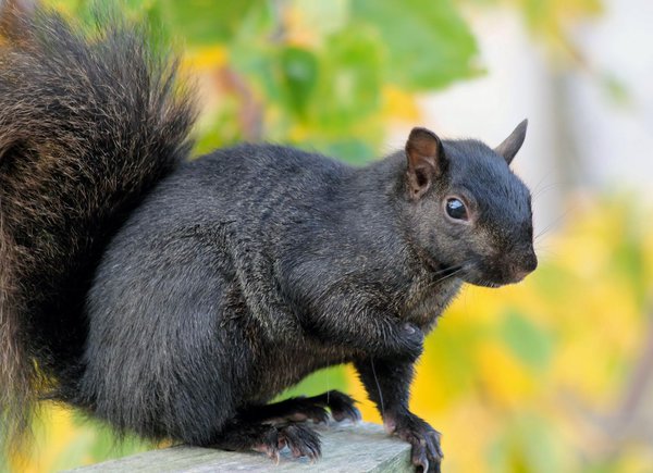 Schwarzes Eichhörnchen