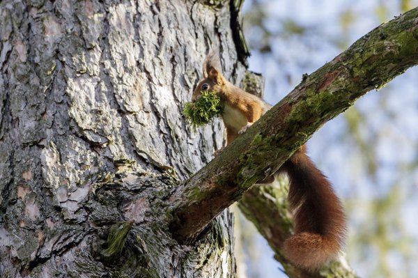 Eichhörnchen beim Nestbau