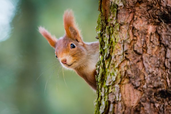 Eichhörnchen im Herbst.