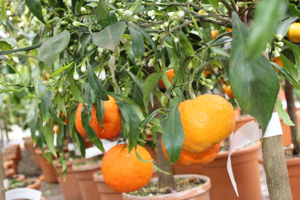 Orangen und Zitronen ernten
