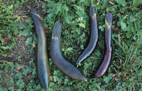 Aubergine zubereiten Sorte Obsidian Lubera