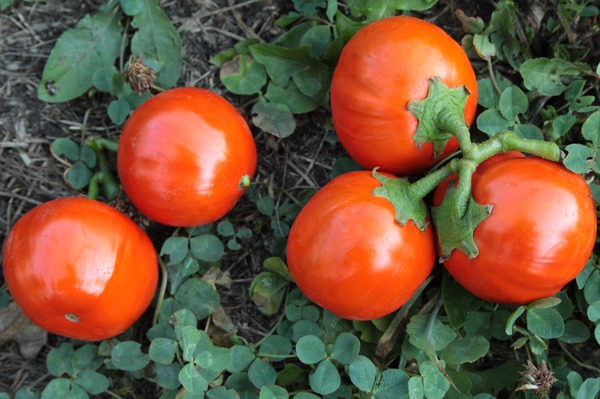 Aubergine zubereiten Sorte Cookstown Orange Lubera