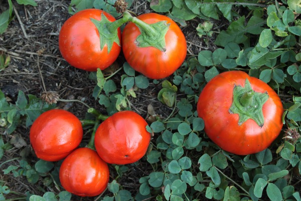 Aubergine zubereiten Sorte Korean Red Lubera