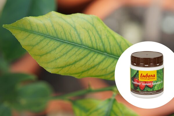 Zitrus pflanzen dÃ¼ngen, DÃ¼nger, Frutilizer Instant Solution Fe, kurativ