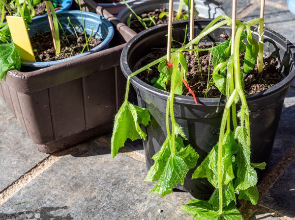 Gurken im Topf, erfrorene Gurkenpflanze im Mai, Lubera