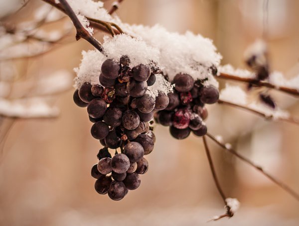 Gefrorene Trauben für die Eiswein-Herstellung. Eiswein selber machen