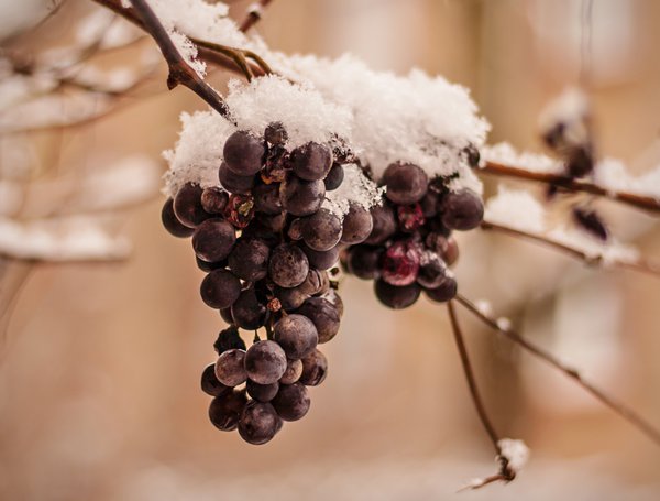 Gefrorene Trauben fr die Eiswein-Herstellung.