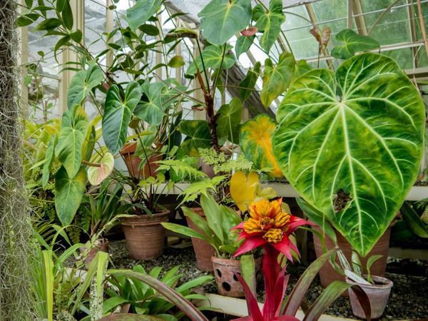 Colocasia esculenta gibt es auch mit schöner Blattäderuing