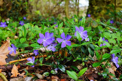 Elfenblume Pflege - Tipps 