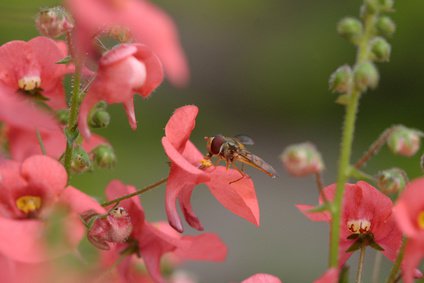 Diascia - am idealen Standort blht der Elfensporn prchtig