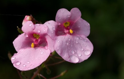 Elfensporn, Diascia + Elfensporn winterhart
