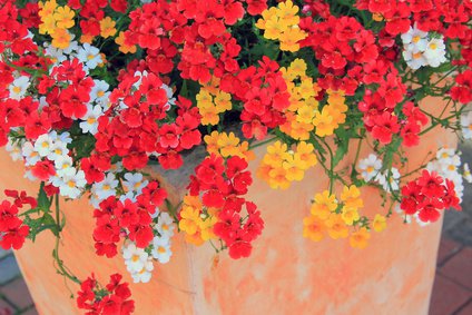 Mediterraner Elfenspiegel in 3 Farben im Blumentopf