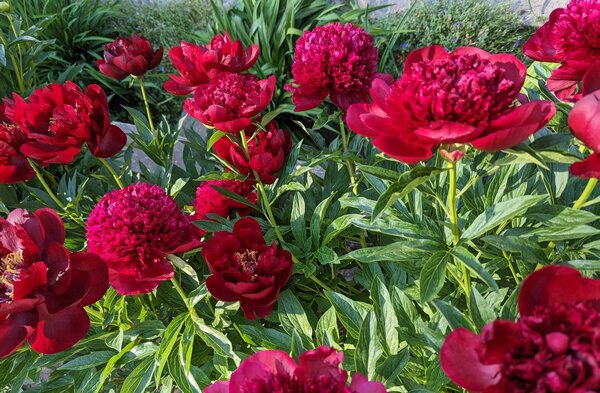 Paeonia Eliza Lundy, Paeonia x officinalis, Pfingstrose, Pfingstrosen 