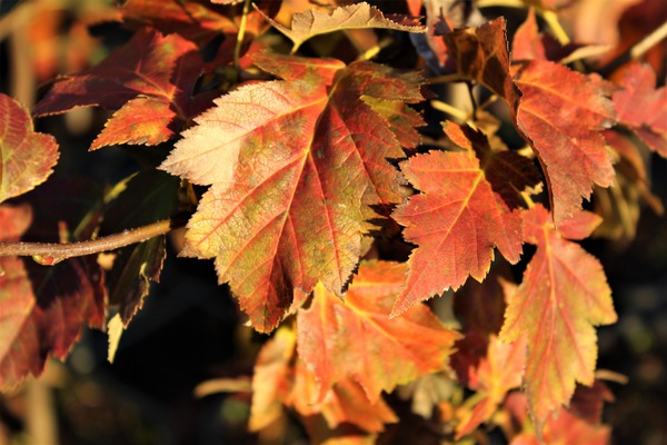 Elsbeere Herbstfärbung