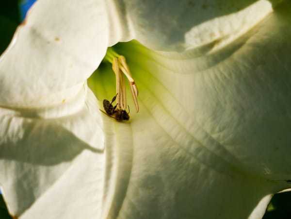 Die Blüte der Engelstrompete  ist auch für Bienen attraktiv