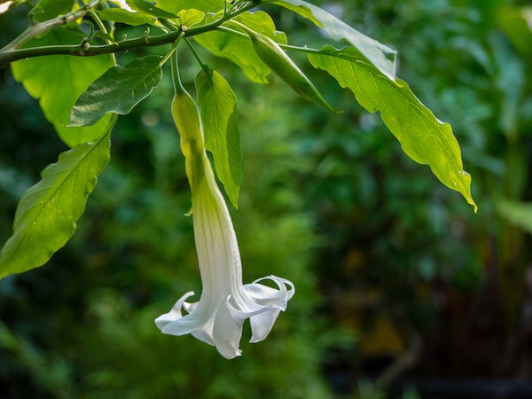 Garten im August