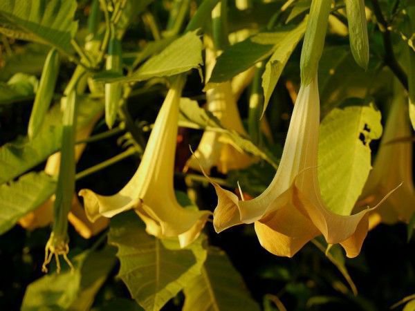 Datura überwintern