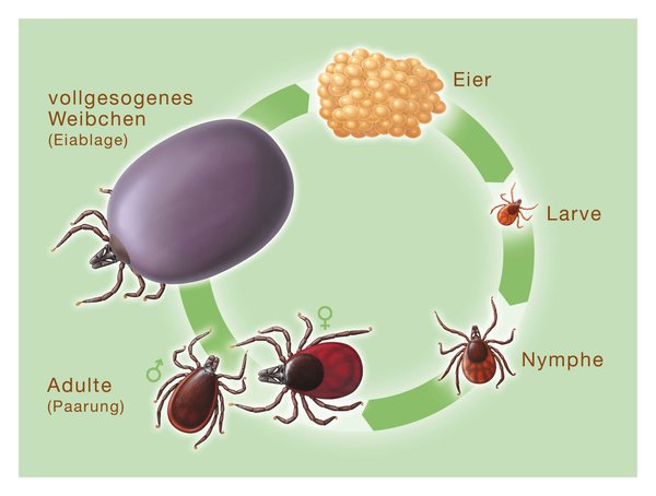 Entwicklungsstadien einer Zecke