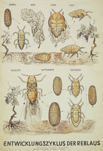 Reblaus, Daktulosphaira vitifoliae (Syn. Phylloxera, Viteus), Illustration Entwicklungszyklus