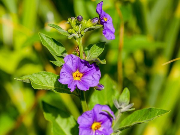 Die Knospen von Solanum rantonnetii sind eher unscheinbar