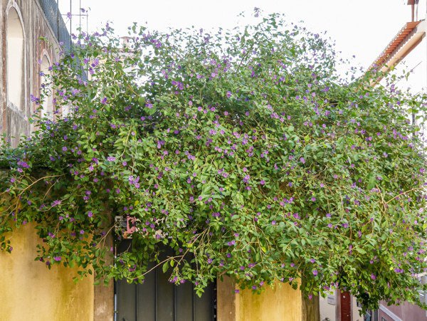 Solanum rantonnetii kann üppig wachsen, wenn die Bedingungen stimmen