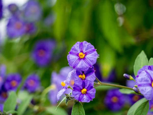 solanum rantonnetii